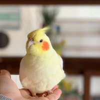 ぴのとま@6/21.22オカメパラダイス (@pinoyunyun) 's Twitter Profile Photo ぴのとま@6/21.22オカメパラダイス (@pinoyunyun) 's Twitter Profile Photo
