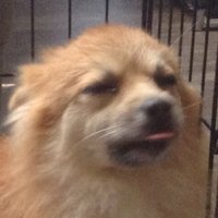 Nariox (@nariox_) 's Twitter Profile