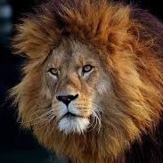 Dancon7's profile picture. Chicagoan