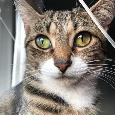 CityKittehs Profile Picture
