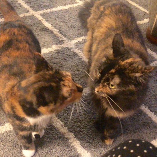 rescued torties. FB pages: Sunshine the feline; Team Sunshine: Pet News & Fun. birth: Sunshine 2013, Jasmine 2017