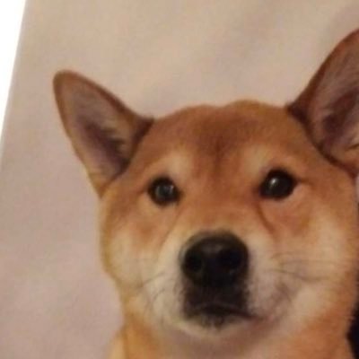 HaruTheShibaInu's profile picture. I am Haru the Shiba Inu! I was adopted by @jjongkisses on Dec 27th, 2018! English translations for every tweet in the replies! いつだって君には私がいるから。(^•(ｪ)•^)