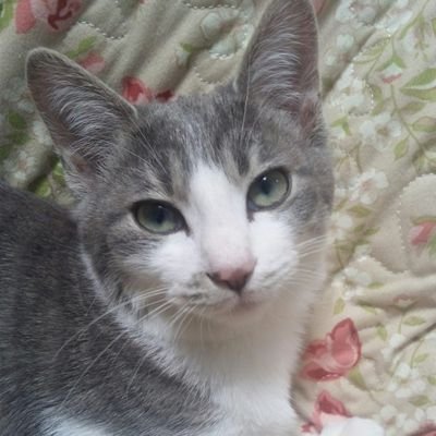 🖖皆様に長寿と繁栄を・・・。 おっさんです。 基本無言、猫多めです。RT魔の傾向有。ドラクエウォーク無課金勢。
Petit á petit nous avon changé Le temps a passé