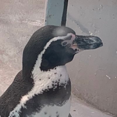 八十八左🐧さんのプロフィール画像