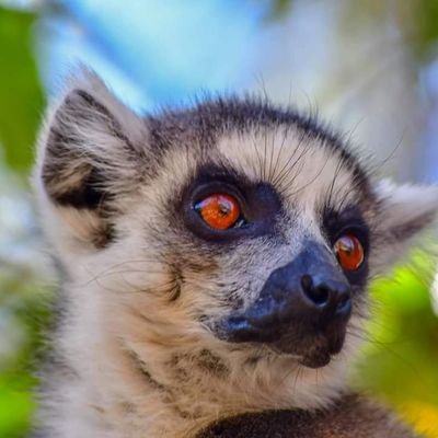 Faniry Madagascar Tours! Discover the Red Island with us!See lemurs, baobabs, reptiles, frogs... with driver guide