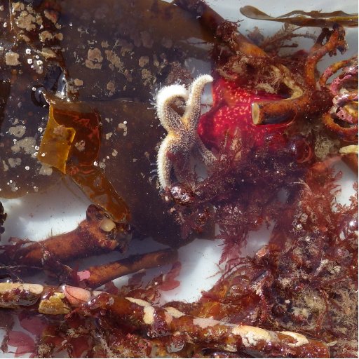 #Artsprosjekt: Evertebratfauna på grunne hardbunnshabitater. Marine #Invertebrates from shallow waters in Norway. Evertebratavdelingen, @NHMuseum_Bergen, @uib.