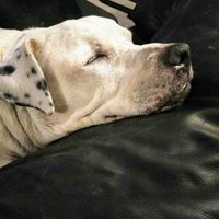 Richard (@silicavolcanosi) 's Twitter Profile