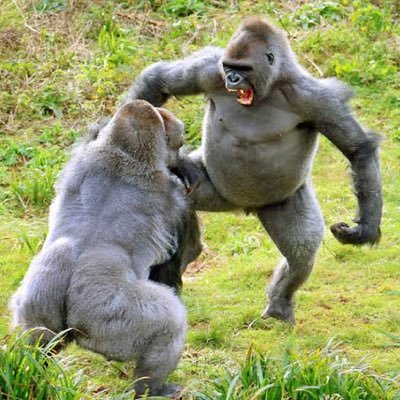 Saru_Planet's profile picture. スプラトゥーン2/スマブラ/ホコX