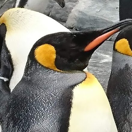 🐧