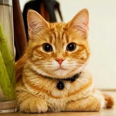 Pinkflo74's profile picture. amante de los felinos