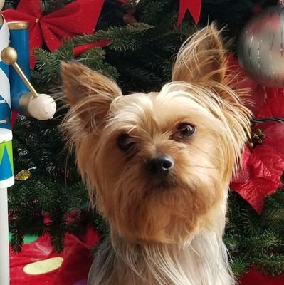 rex_puppers's profile picture. 