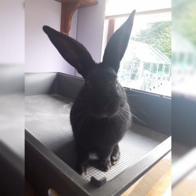 continental giant rabbit 🐰 professional escape artist & carrot hater 🥕 🛑