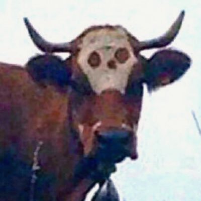 Life taker and heartbreaker.🐮👀 *Skull Cow is my spirit animal. There is no cure for stupid. Born covered in #Bitchdust