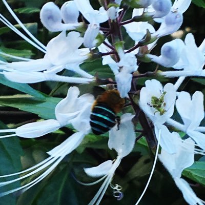 PhD student at UNE researching the impact of environmental contaminants and agriculture on the European honey bee