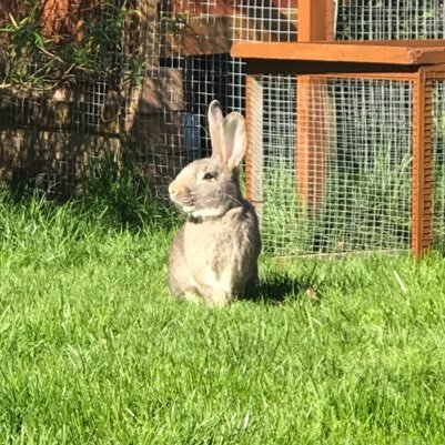 Continental giant 🐰 raspberry addict #AHutchIsNotEnough