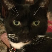 Roxycat+ #FBPE PR #3.5% BATTLING PUTIN’S BREXIT (@saslan7ss) 's Twitter Profile
