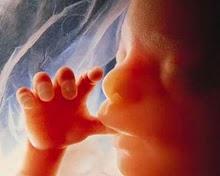 proudly pro life Catholic from the womb to the tomb my profile pic is what I looked like when I was a fetus