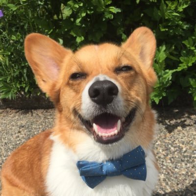 I am a Pembroke Welsh Corgi! Join me and my crazy CorgiMom as we try to figure out the internet!