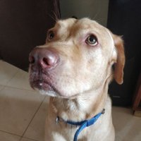 Buddy Ravi the Labrador(@buddyravithelab) 's Twitter Profile Photo