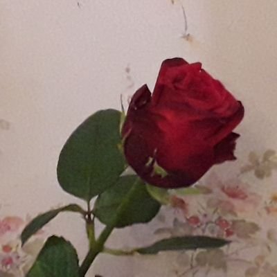 fidèle à ceux que j'aime...
Toutes les 📷 sont de moi.(ou de mes proches mentionnés)