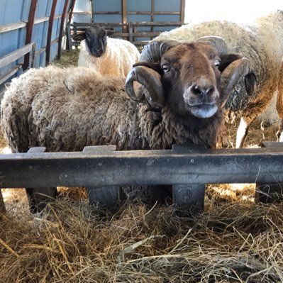 秋田の山奥で羊・兎飼いをしてます【あきた牧場】の代表:ムトウです！🐏🐇よろしくお願いします🙇‍♂️ 北海道出身/秋田県立大学卒業/移住就農者/協力:東京牧場&ハピー農場/夢は羊・兎で秋田を盛り上げること #あきた牧場 YouTubeチャンネル「あきた牧場TV」ジャンボウサギ復興支援クラウドファンド終了しました‼️