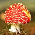 Generation (M)ushroom (@ushroomm) Twitter profile photo Generation (M)ushroom (@ushroomm) Twitter profile photo