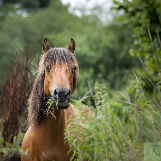 Horse Sanctuary