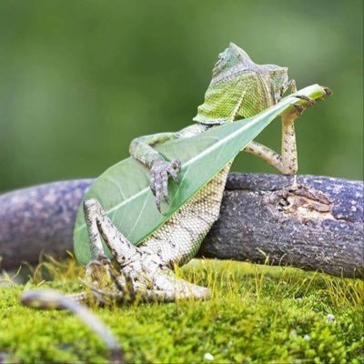 oPCZbqplqysFQ2q's profile picture. 