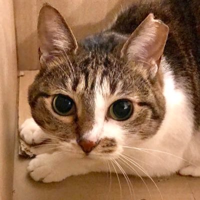 tio_naka's profile picture. 