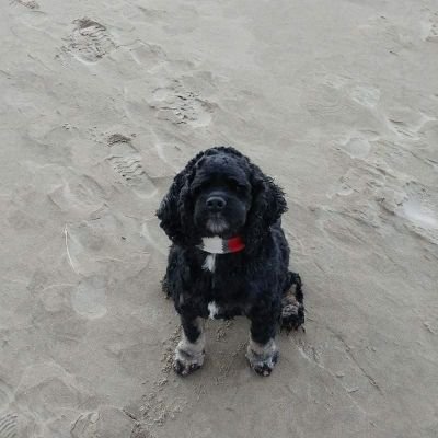 I am a black and tan Cocker Spaniel who loves running and catching my ball on the North Oregon Coast beaches.