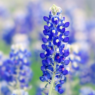marivi_cervera's profile picture. 
