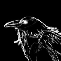 Mr.Crow - @CorvidEverett Twitter Profile Photo