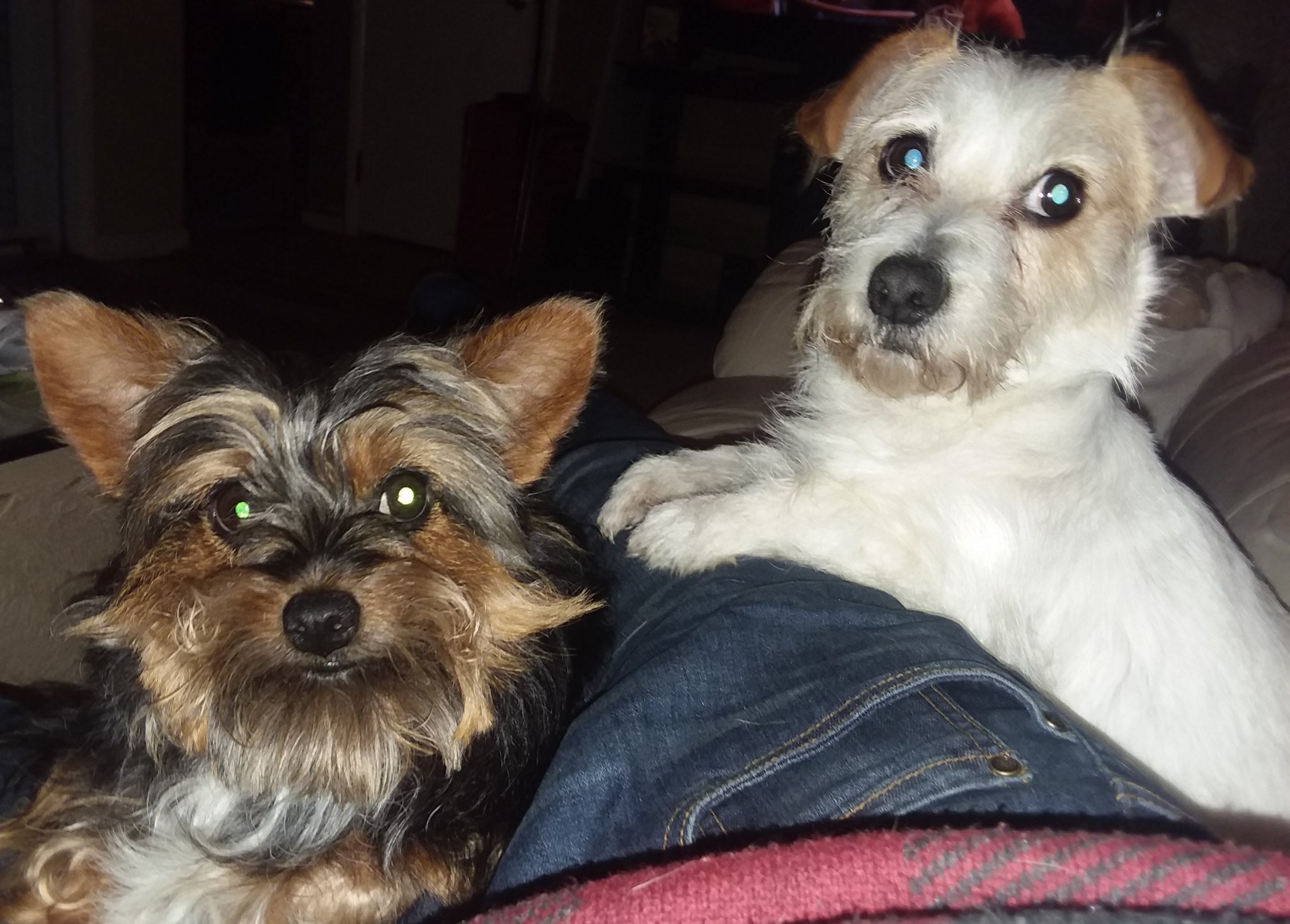 Joe_safe_4_you's profile picture. Of all people, I violated Twitter use and had my account deleted 🤔 really?