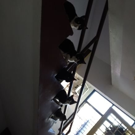 Cz7Manuel's profile picture. Víctimas de una dictadura , los animales en Venezuela sufren igual  !