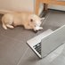 Baloo_the_pomsky (@polite_pups) Twitter profile photo Baloo_the_pomsky (@polite_pups) Twitter profile photo