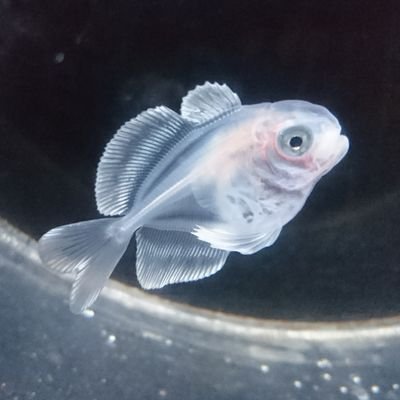 some_miyu's profile picture. ポルノグラフィティ♡CHEMISTRY♡魚類♡ワオキツネザルetc..