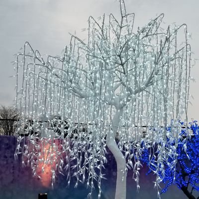 MspMelody's profile picture. 