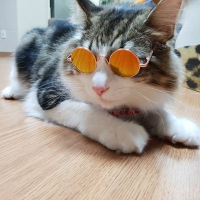 횬기몬whitehさんのプロフィール画像
