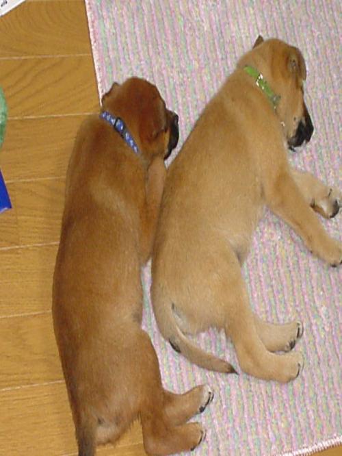 愛犬２匹とのんびり暮らすのが一番性に合うみたいです。
