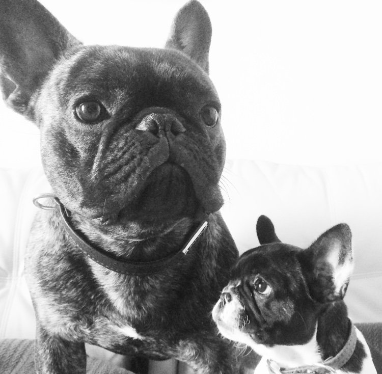 little piglets | #frenchbulldogs | #australia | #perth | #love | everything is lovely!