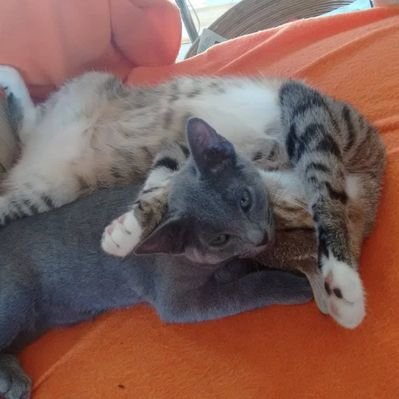 KatakaActivism on Twitter