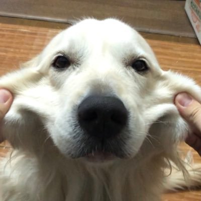 hinata_golden's profile picture. 元フォーク 元国旗 (ベース) 元おさベースしてる(@Pale_Cigarettes)