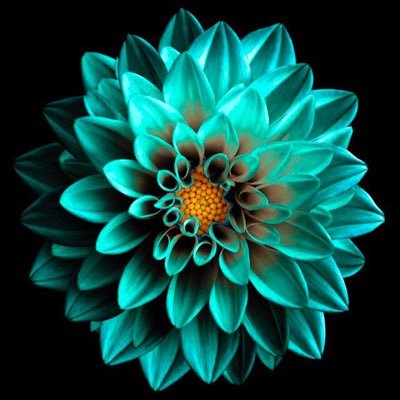 CatePesca's profile picture. Fatti non foste per viver come bruti, ma per seguir virtù e conoscenza