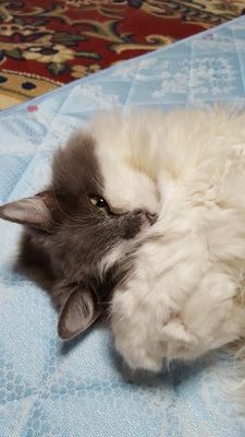 rr500087's profile picture. 猫大好き🐱頑張ってる人大好き❤️美味しいもの大好き😆
モコ🐱♂２０２４年５月２５日１１時５２分🌈