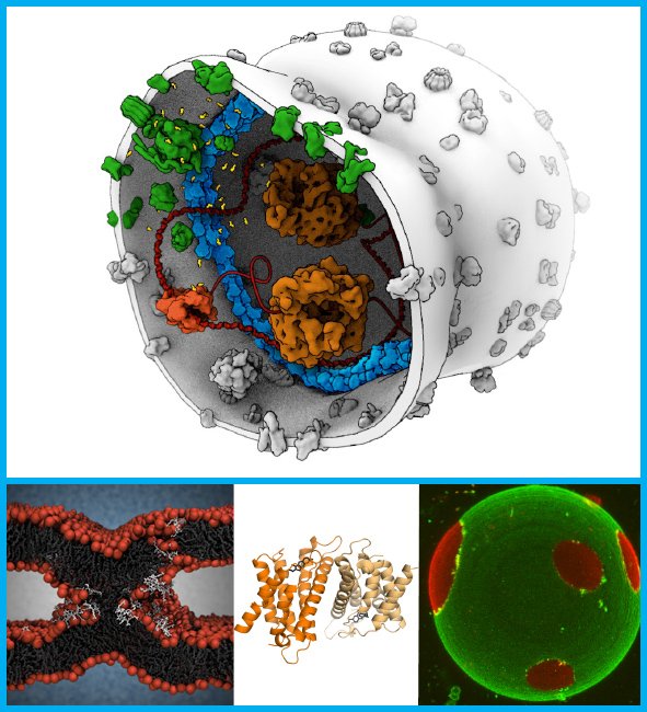 MembraneEnzymo1 Profile Picture