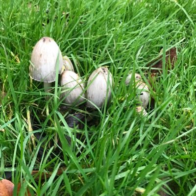 Trying to live as compassionate a life as possible, with my own little brood. Vegan, unschooling mum, concerned earthling, stumbling through life.