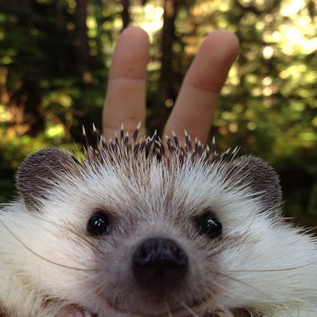 I like life🎉, comics, Miran 🧜♀️😍 and hedgehogs,🦔. This account is like a personal diary.