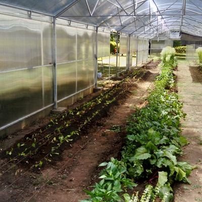 Estamos construyendo en Concepción un invernadero de  180 mts2 para que trabajen jóvenes con síndrome de down y hacer vida la enc. De Francisco LAUDATO SI.