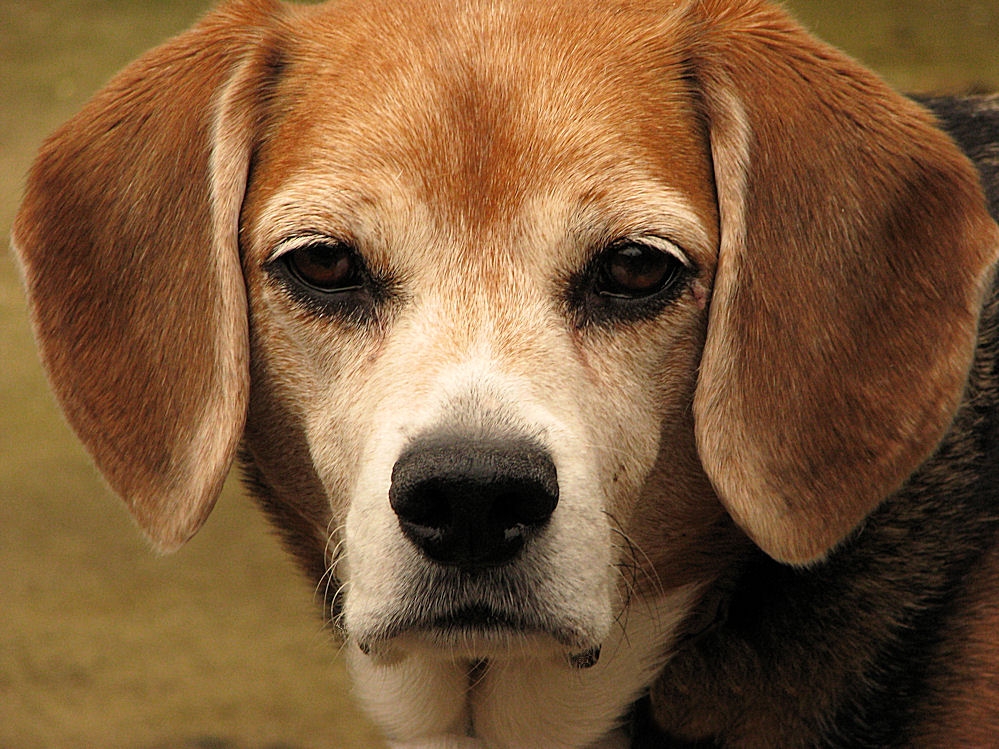 CopperBeagle's profile picture. In memory of my Beagle, Cooper the best friend I ever had and the reason I started my research on dog health related topics.