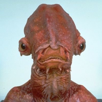 rifkiazxx's profile picture. Anti sybill sybill club 👾